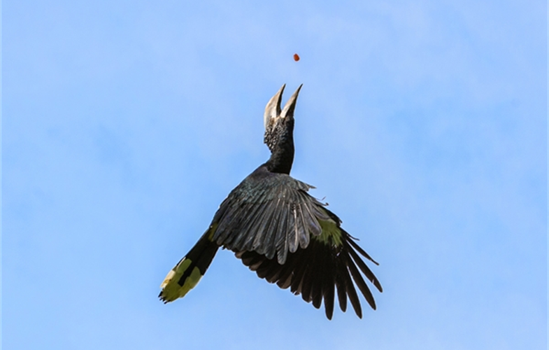 Julie Larsen Maher_7015_Silvery-cheeked Hornbill Birds in Flight_BZ_05 11 16_hr.JPG